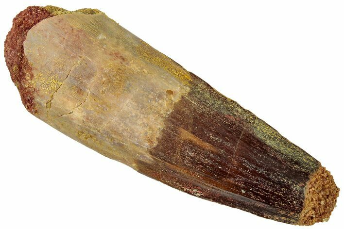 Fossil Spinosaurus Tooth - Robust Tooth #312956